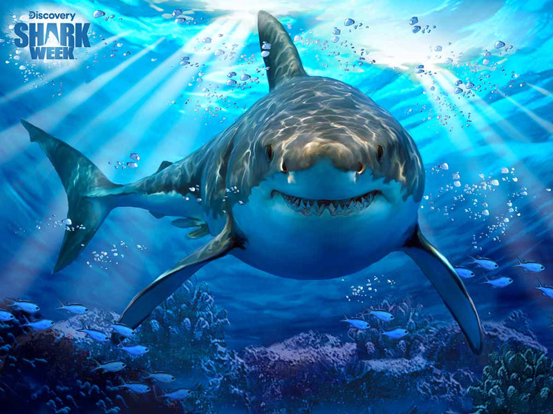 Great White Shark Discovery - Shark Week 3D Jigsaw Puzzle