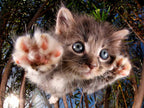 Pounce Bambam - 100 Piece Jigsaw Puzzle