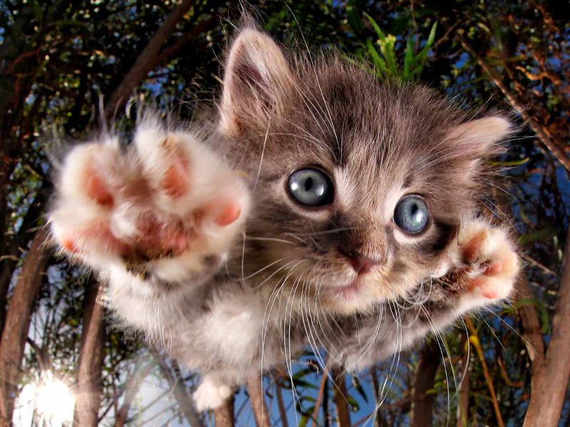 Pounce Bambam - 100 Piece Jigsaw Puzzle