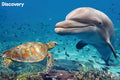 Dolphin & Turtle Discovery 3D Jigsaw Puzzle