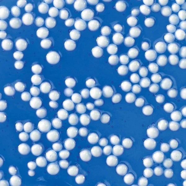 Crazy Aaron's Thinking Putty- Crackle'n Kraken (4" tin)