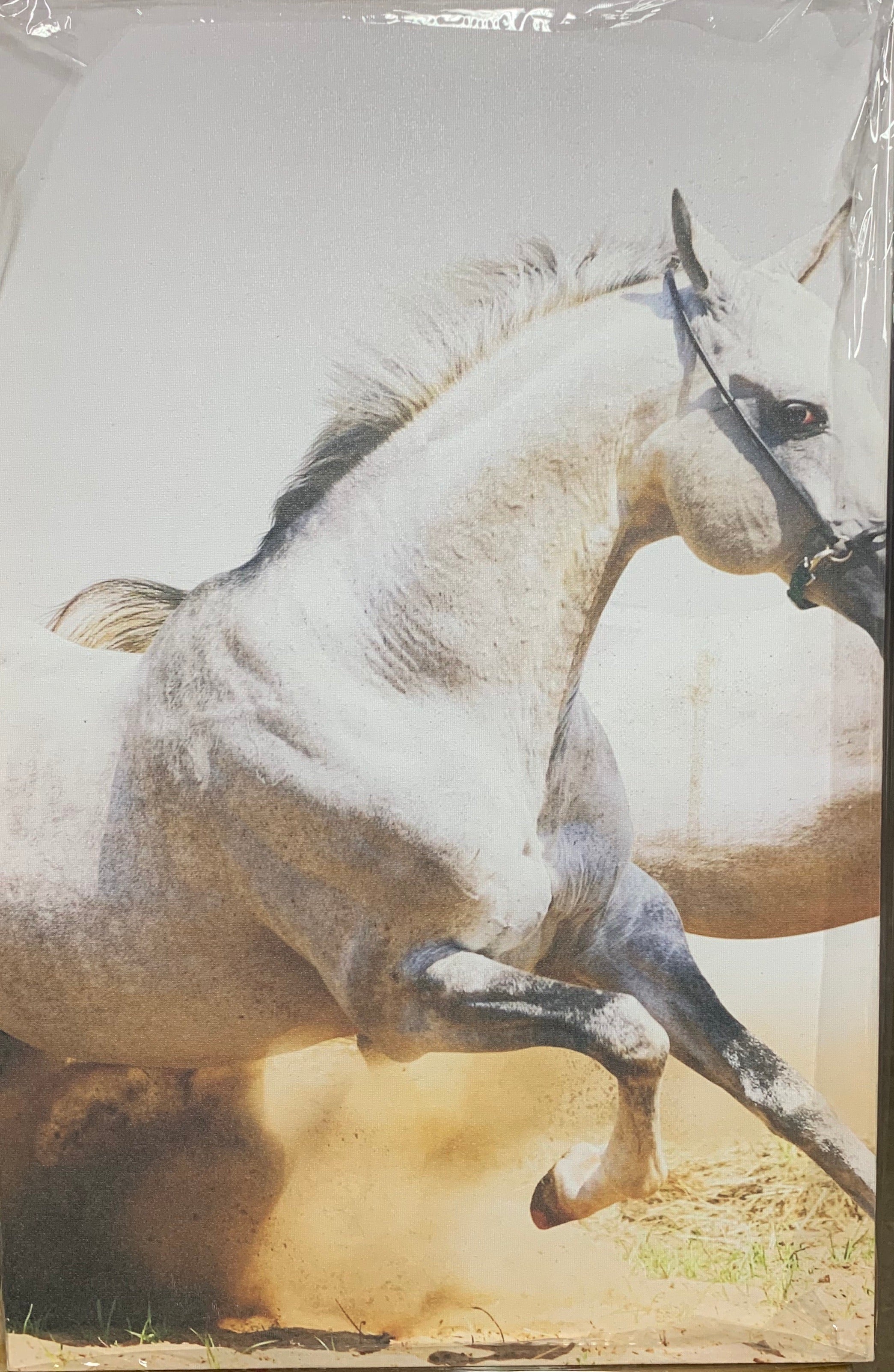 Beyaz At Canvas Tablo 40x60 cm